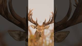 The best of New Zealand hunting with Exclusive Adventures 🌟 Red stag, fallow deer, tahr & trophies