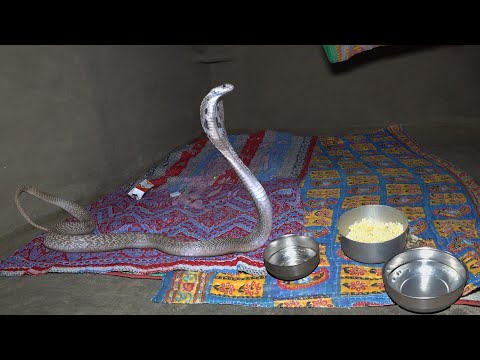 खाना खाते वक्त कोबरा पहुंचा बंद कमरे में! दरवाजा नहीं खुला, परिवार छत पकड़कर झूलता रहा