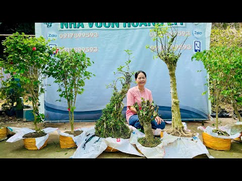 Cây cảnh giá rẻ 25/2 Hồng Nhung, Điệp Lào, Nguyệt Quế, Chiếu Thủy, Linh Sam - bonsai Hoàng Em