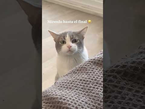 No me soporta más, lo amo tanto #gatitos #michis #cats #funnycats