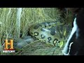 Swamp Adventure: Python and Anaconda Hunt