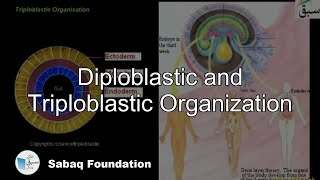 Diploblastic and Triploblastic Organization
