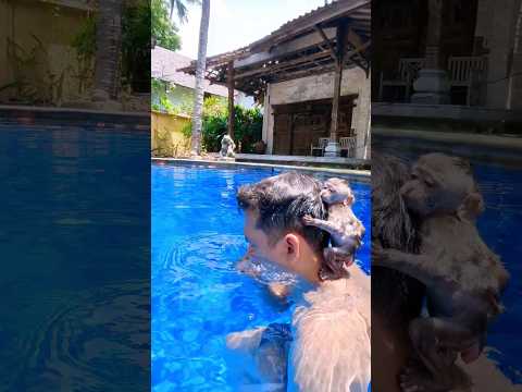 dad taught Baby Monkey Dino to swim