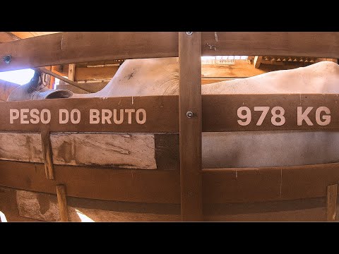 VENDA DOS TOUROS CASTRADOS DE UMA TONELADA