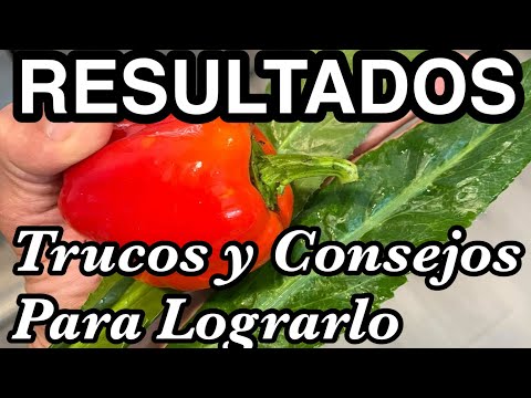 Cómo Comenzar Un Huerto o Una Finca