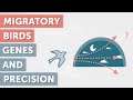 Bird Migration and Genetics Insights