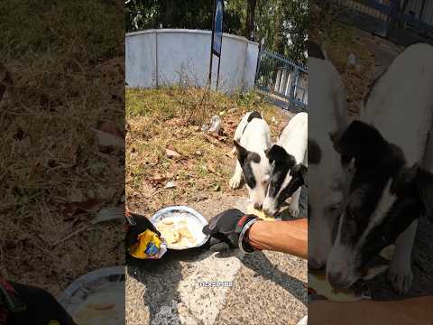 🙏the puppy very scared and very hungry to 🐶 #alxe2462 #animallover #puppylife #cutepuppy #shortfeed