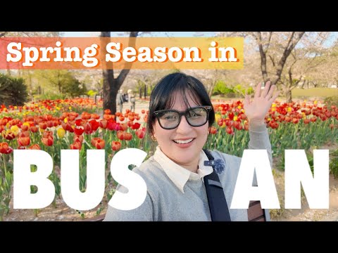 🌸Cherry Blossom Season in Busan, South Korea | Best Spots,Travel Tips & What to Expect🌸 @krislumagui