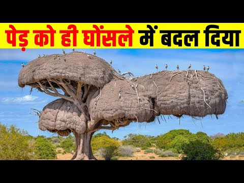 इस पक्षी के घोंसले से तो, इंजीनियर भी हैरान है ! Animals vines