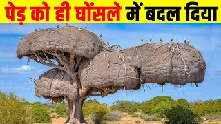 इस पक्षी के घोंसले से तो, इंजीनियर भी हैरान है ! Animals vines