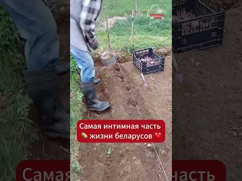 Беларусы сняли на видео самую интимную часть своей жизни ❤️ #беларусь #belarus #картошка #огород