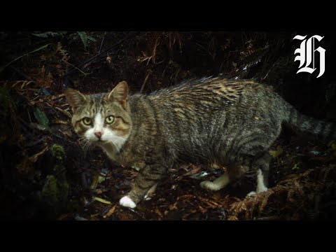 YouTube video thumbnail: Call for Feral cat Cull From NZ Veterinary Association
