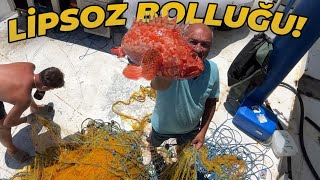 AĞLARDA LİPSOZ BALIĞI BOLLUĞU!