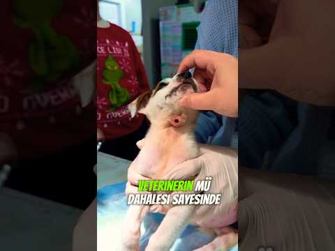Vetener Köpeği Kurtardı🐶🥹