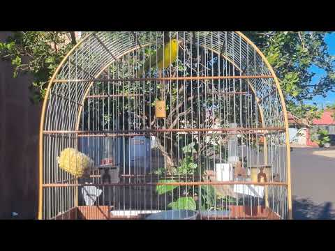 CANARIO DA TERRA CANTANDO E BRIGANDO COM O SOLTO 