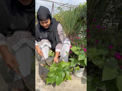 ঘাটকোল কচু।