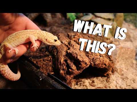 Is Reptile Carpet Dangerous &  What is The Best Leopard Gecko Substrate in 2024