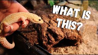 Is Reptile Carpet Dangerous &  What is The Best Leopard Gecko Substrate in 2024