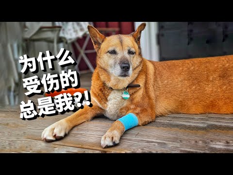 土狗的听话忠诚在哪？！花了2万块为两只土狗建围栏，全部打水漂了 Crazy Dogs, Quiet Life? My Swedish Countryside Struggle [4k]
