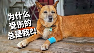 土狗的听话忠诚在哪？！花了2万块为两只土狗建围栏，全部打水漂了 Crazy Dogs, Quiet Life? My Swedish Countryside Struggle [4k]