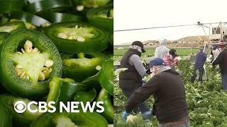 YouTube video thumbnail: Jalapeños Sold at Chipotle, Qdoba Linked to Salmonella Surge as Cyclospora Outbreak Continues