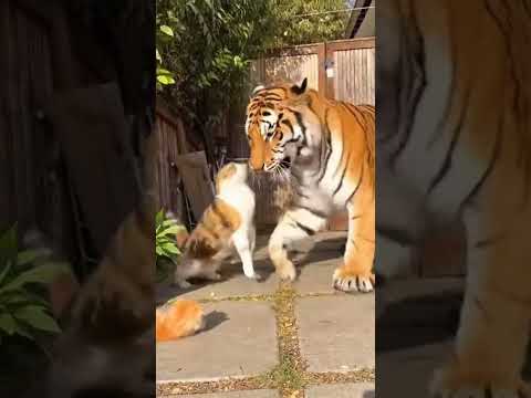 GIANT TIGER vs TINY CAT: The Most Intense Standoff Ever Captured! 😱🐅🐈