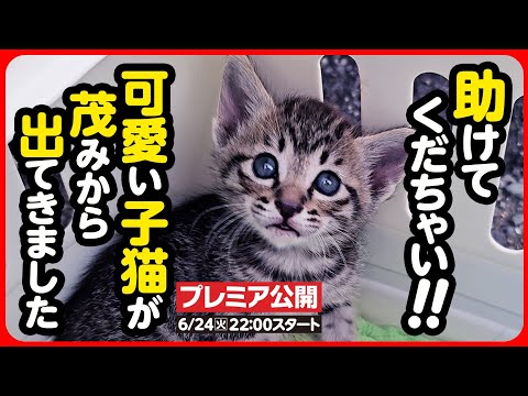 【子猫 保護】助けてくだちゃい！かわいいキジトラ子猫を保護しました