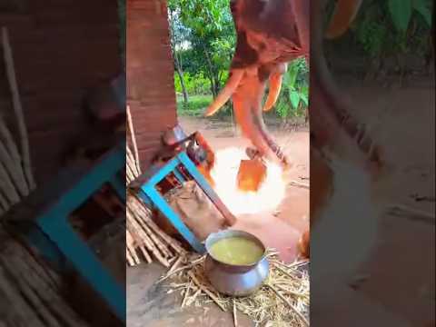 The elephant broke the sugarcane machine ๐ฑ๐ #shorts #directmindfresh50
