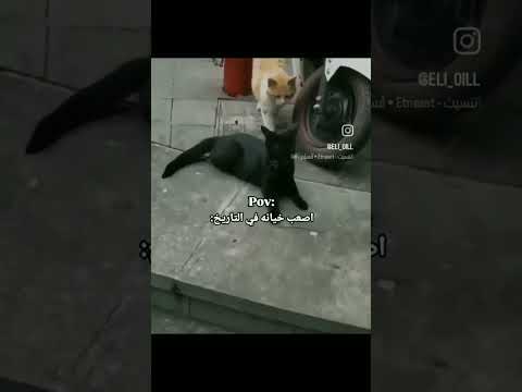 ٢٠ سبتمبر ٢٠٢٥