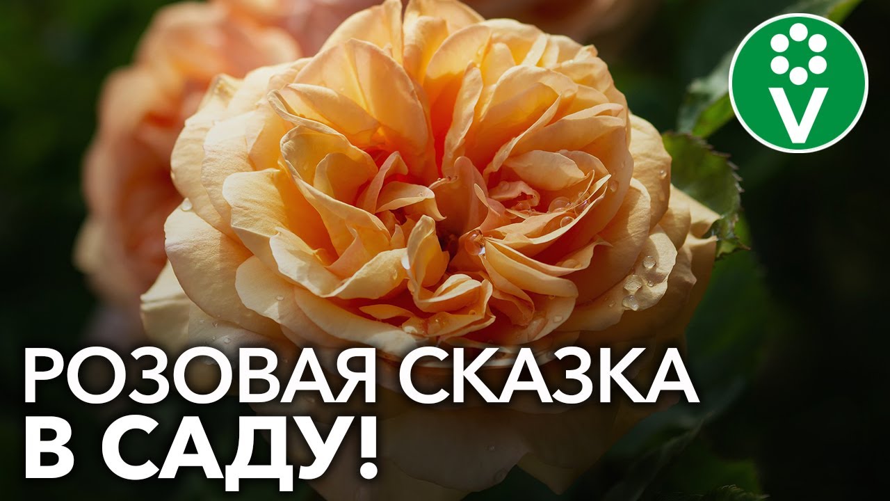 7 лучших сортов английских роз, которые наполнят ваш сад романтикой!