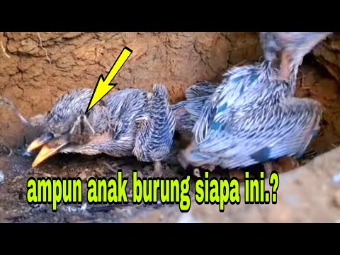 SUARA MENGERIKAN ANAK BURUNG YG SEDANG KELAPARAN
