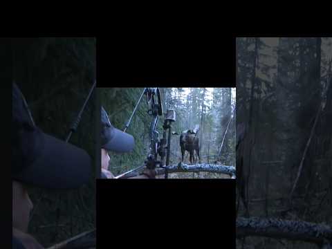 moose hunt very close with bows 🏹#chasse #moose#hunthowdown