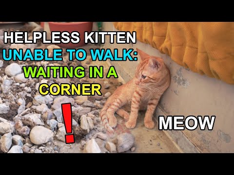 Helpless Kitten Unable to Walk: Waiting in a Corner ( Kitten Rescue - Saving a Kitten ) Lucky Paws