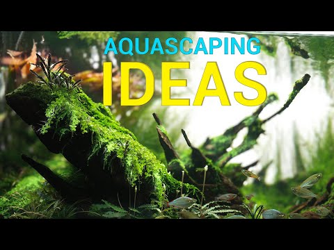 AQUASCAPING Ideas For Your Next PLANTED AQUARIUM