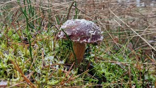 GRZYBY pod ŚNIEGIEM -  LAS pełen NIESPODZIANEK - MROŻONE PODGRZYBKI - GRZYBOBRANIE 2025🍄‍🟫🍄‍🟫🍄‍🟫