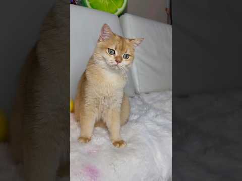 When the cat discovered the laser light #cat #youtubeshorts #viralshort