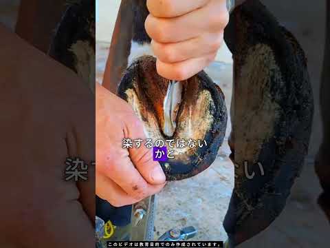 男の人は馬のひづめを掃除しました！ 🐴🧽