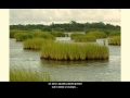 Aquatic Ecosystem Roles and Functions