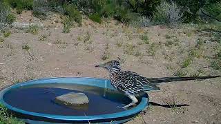 Roadrunner Stopping For A Drink