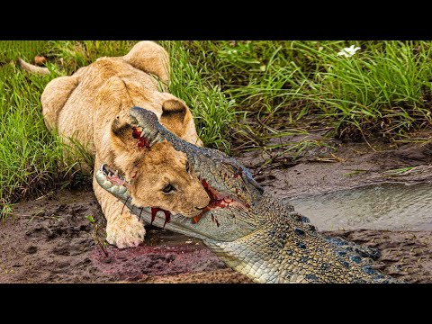 Crocodile Attacks Lion To Reclaim Stolen Prey, Terrible Tragic Ending Happened Suddenly!