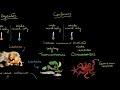 Regulation and Homeostasis in Organisms