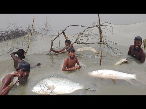 বরিশালের পুরানো পদ্ধতিতে গাছ দিয়ে নদীর বড় বোয়াল মাছ গলদা চিংড়ি কোরাল মাছ ধরা। Old Fishing Technique