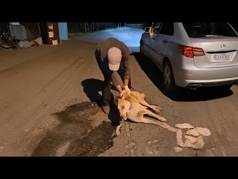 She Was Poisoned and Left to Die A Puppy’s Fight for Life