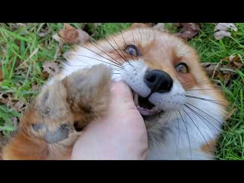 Dixie! Let's hear your best laugh 🦊