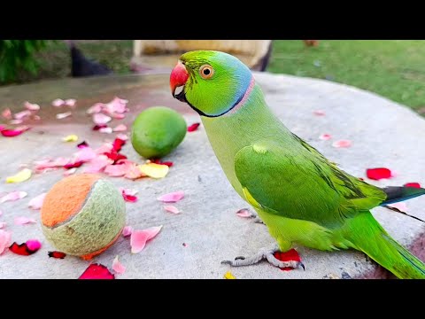Most Amazing Talking Parrot Video