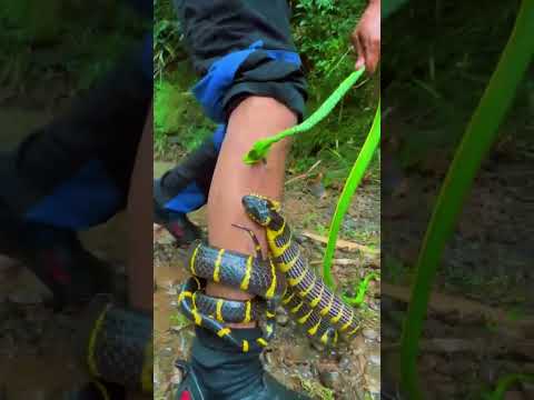 ular belang dan ular Hijou nakal  #snake  tida untuk di tiru