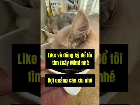 Đột nhiên Mimi biến mất, tôi phải làm sao đây? #shorts  #pets #dongvat #cat #trending #animals
