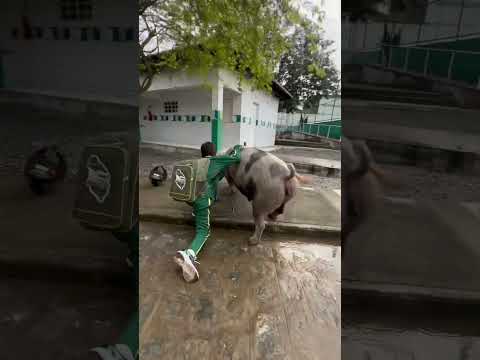 Fui pra escola de porco🤠😂 #shorts