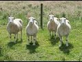 Dolly the Sheep and Cloning
