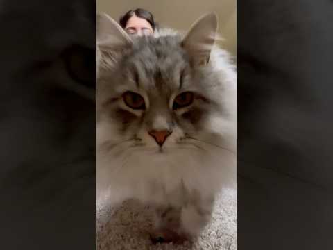 The most adorable interruption! He stole the show💙😸 #cat #catlover #funny #viralvideo #kitten #pet